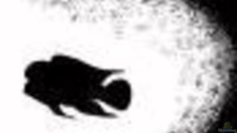 Userbild von Chimbwe von Chimbwe (22)