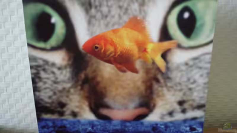 Userbild von Chris 81 von Chris 81 (26)