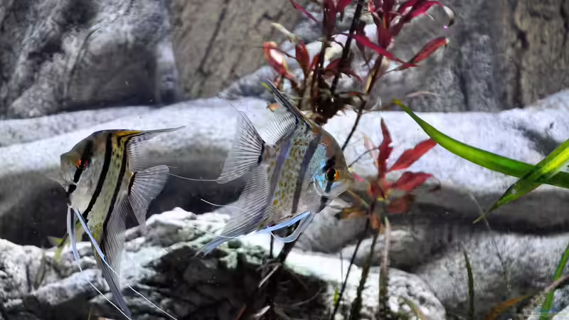 Userbild von Chris64 von Chris64 (25)