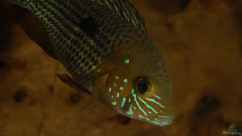 Userbild von Cichlid Power von Cichlid Power (68)