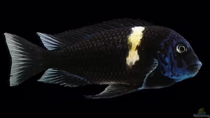 Userbild von CICHLID von CICHLID (51)