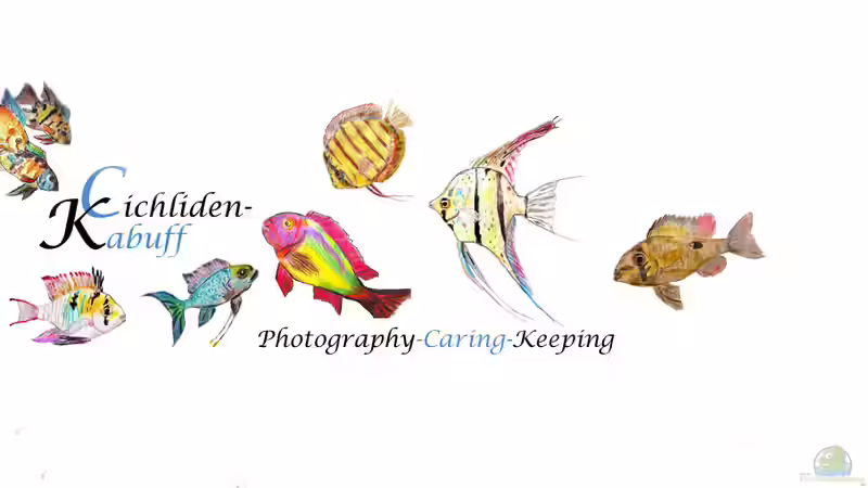 Userbild von Cichliden-Kabuff von Cichliden-Kabuff (56)