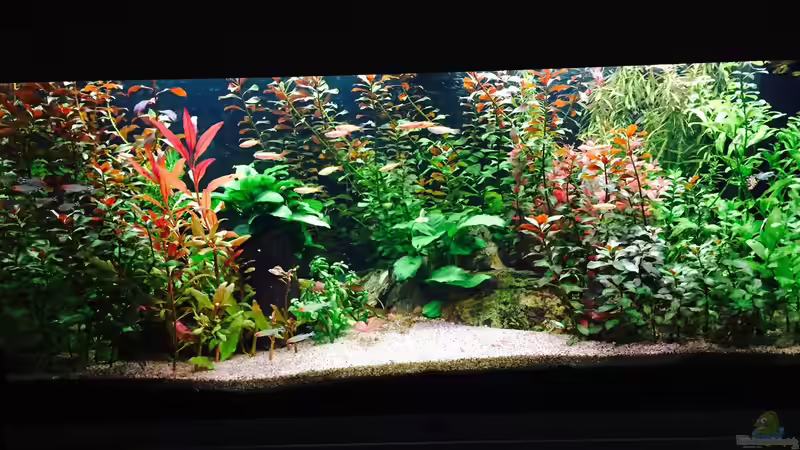 Userbild von Cookiemonster von Cookiemonster (30)