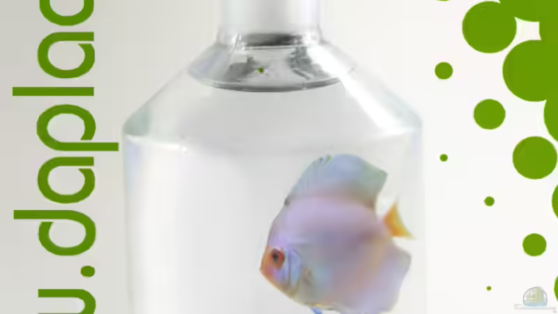 Userbild von DA PLACID von DA PLACID (27)