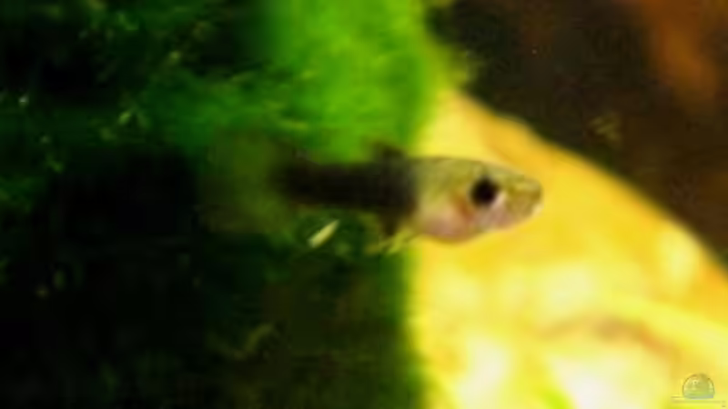 Userbild von DanBri von DanBri (12)