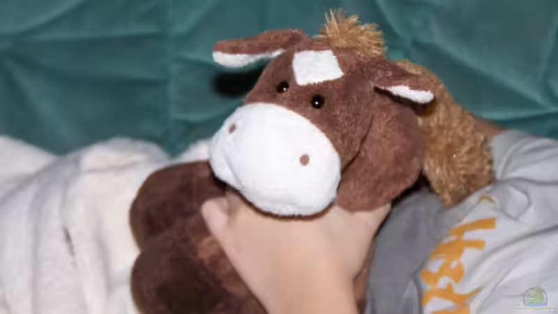 Userbild von Dani7 von Dani7 (25)