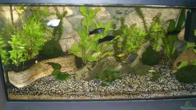 Userbild von Daniel Kock von Daniel Kock (4)