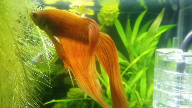 Userbild von Daniel1975Saar von Daniel1975Saar (8)