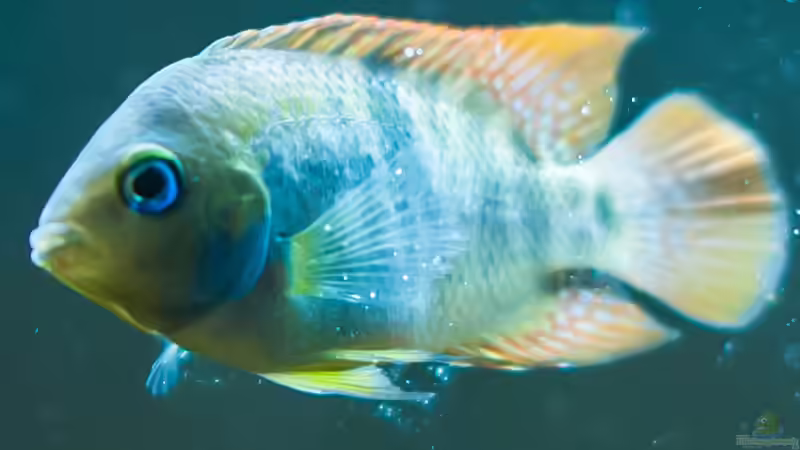 Userbild von Daniel80 von Daniel80 (24)