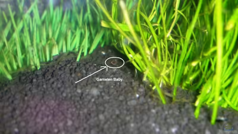 Userbild von Dasy´s_Neelybecken von Dasy´s_Neelybecken (6)