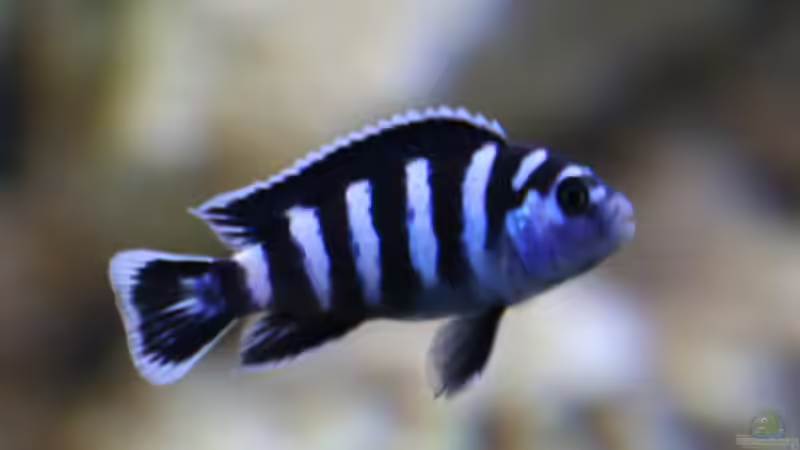 Userbild von Demasoni Fan von Demasoni Fan (24)