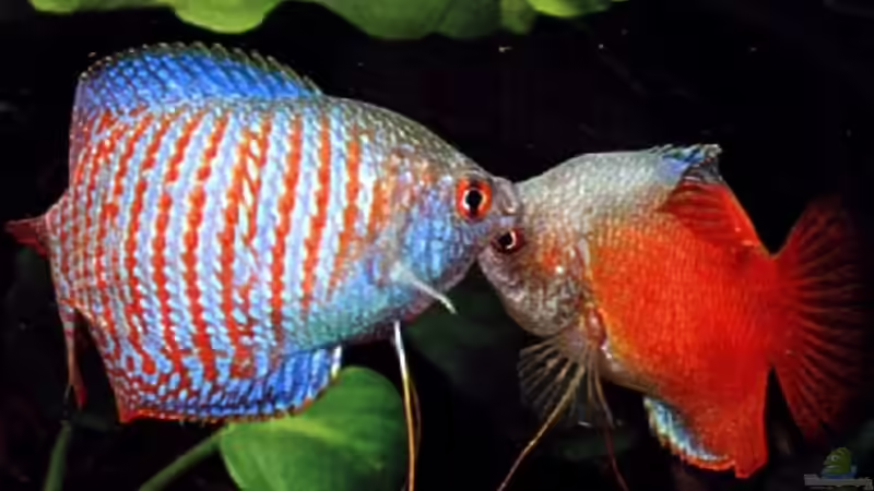 Userbild von Dennis Klusmann von Dennis Klusmann (17)