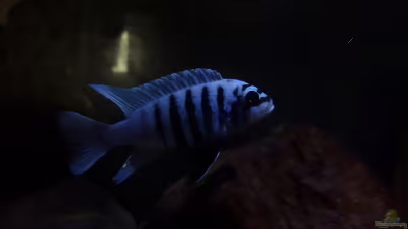 Userbild von Dennis Wulf von Dennis Wulf (12)