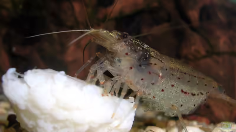 Userbild von Der Analyst von Der Analyst (22)