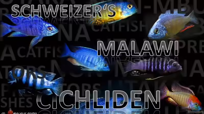 Userbild von Der Schweizer von Der Schweizer (61)