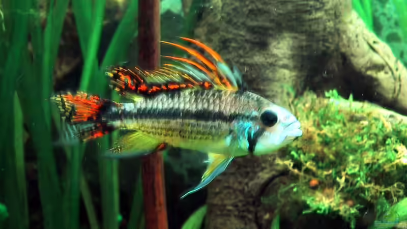 Userbild von Der Südamerikaner von Der Südamerikaner (56)