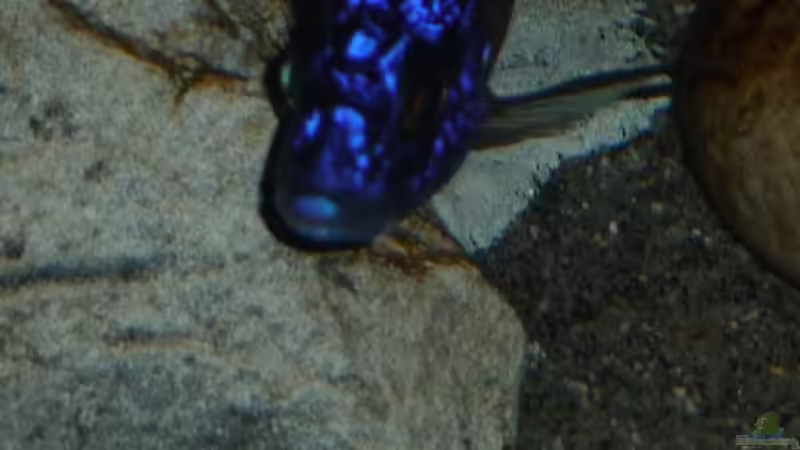 Userbild von DER YBBSTALER von DER YBBSTALER (116)