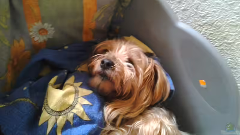 Userbild von derguppy11 von derguppy11 (5)