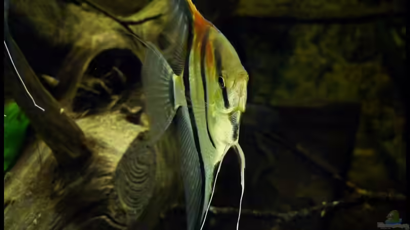 Userbild von DerImperator von DerImperator (62)