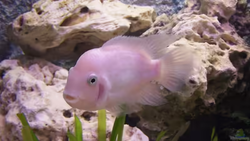 Userbild von Dicker Udo von Dicker Udo (30)