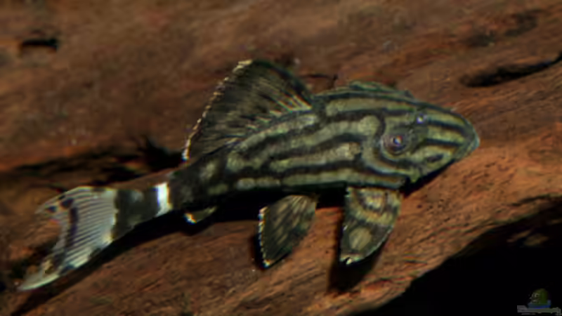 Userbild von Die Hängenden Gärten von Die Hängenden Gärten (16)