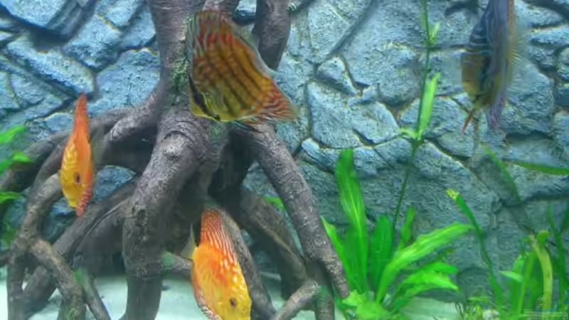 Userbild von Diego386 von Diego386 (5)