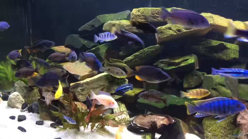 Userbild von Diegos Becken von Diegos Becken (8)