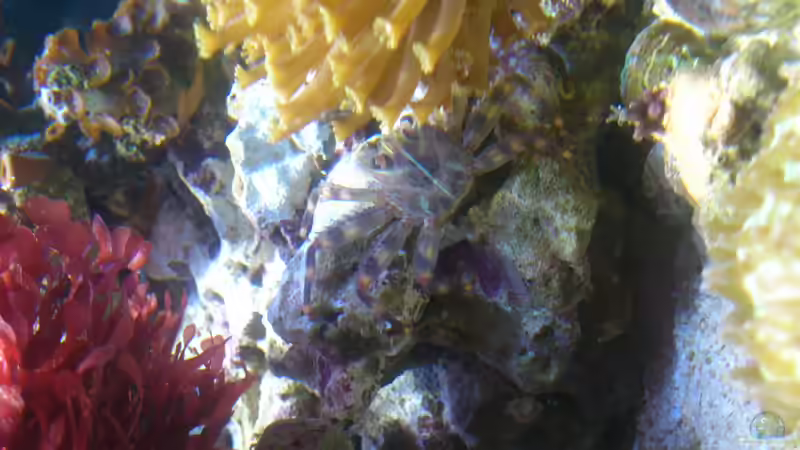 Userbild von Dirk Pfeifer von Dirk Pfeifer (33)