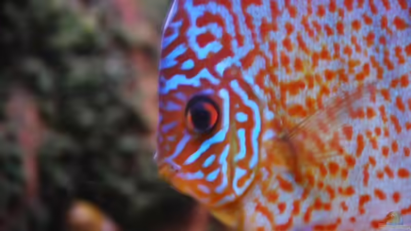 Userbild von Discusfan von Discusfan (31)