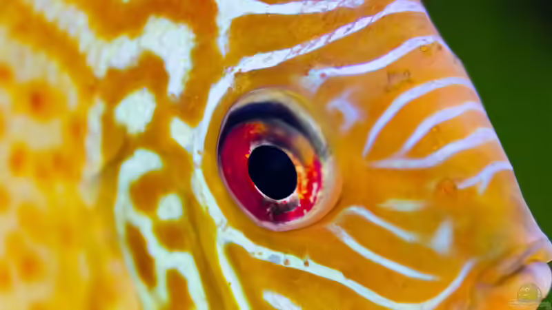 Userbild von Diskus-Amanã von Diskus-Amanã (135)