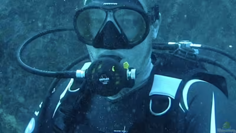 Userbild von diveman von diveman (43)