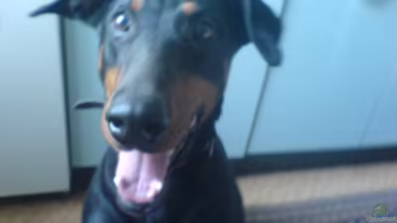 Userbild von dobi66 von dobi66 (7)