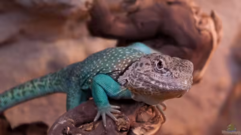 Userbild von Dominik N. von Dominik N. (49)