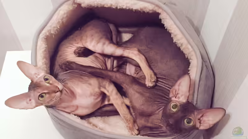 Userbild von Dominik Wexenberger von Dominik Wexenberger (20)