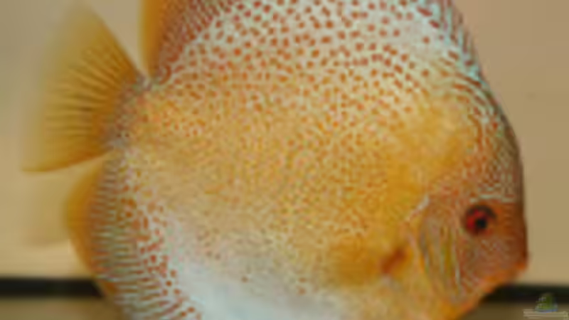 Userbild von Don Jupp von Don Jupp (38)