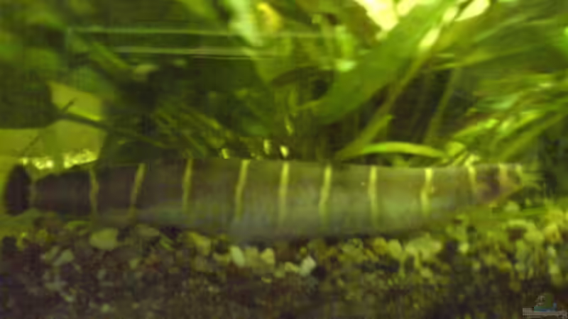 Userbild von Dornauge xxl von Dornauge xxl (39)