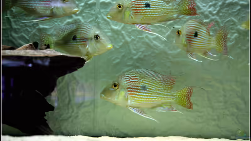 Userbild von Dreamworker von Dreamworker (11)