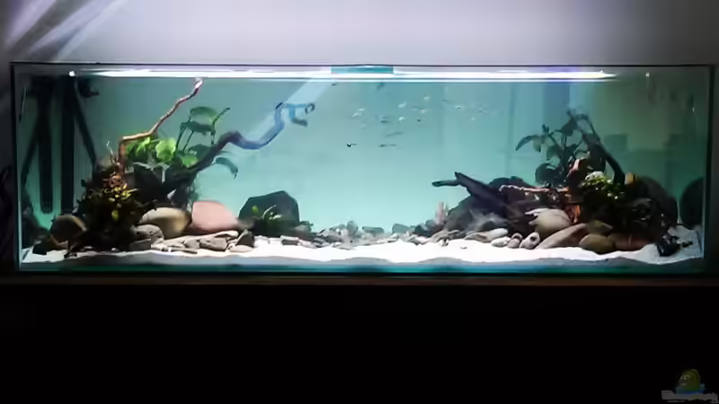 Userbild von Dubfocus von Dubfocus (40)