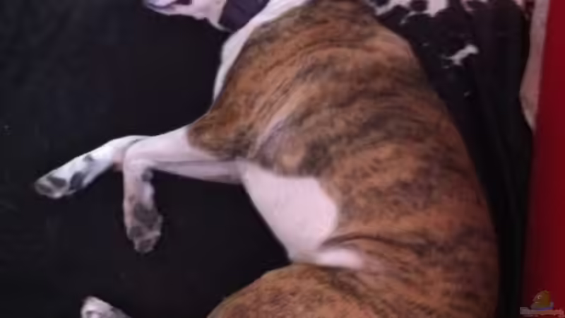 Userbild von Dynnarts von Dynnarts (55)