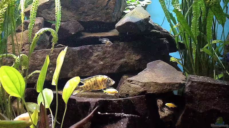 Userbild von Edmund Thaler von Edmund Thaler (13)