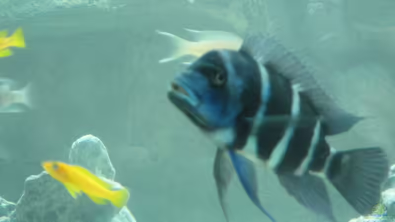 Userbild von eisbrecher von eisbrecher (20)