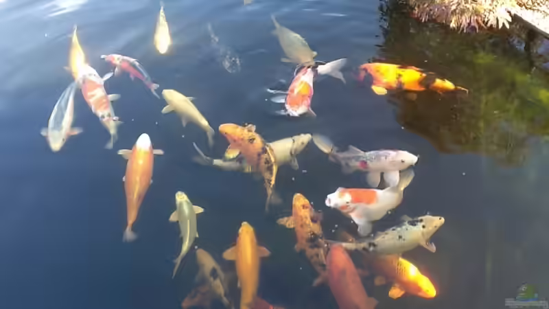 Userbild von Elanco72 von Elanco72 (2)