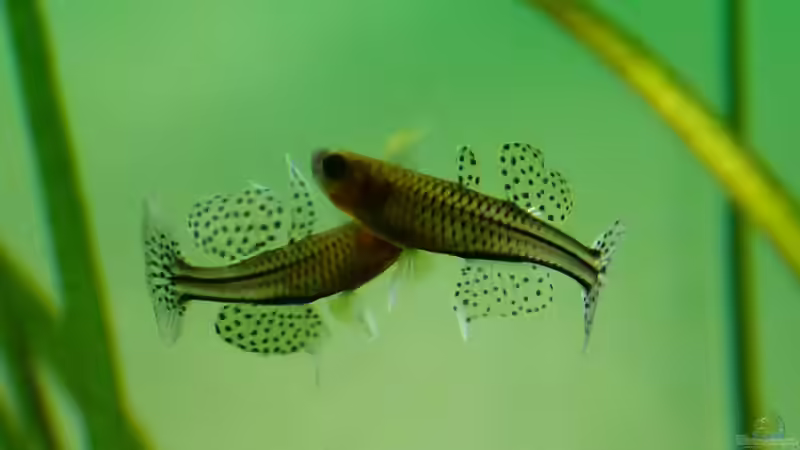 Userbild von Eric Mattiszik von Eric Mattiszik (13)