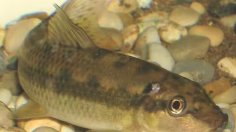 Userbild von Fabian Kaasool von Fabian Kaasool (4)