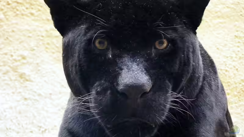 Userbild von Falk von Falk (31)