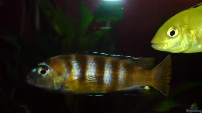 Userbild von FeLLLLix von FeLLLLix (2)