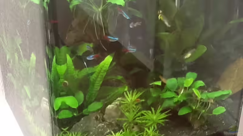 Userbild von Fette Kobra von Fette Kobra (3)