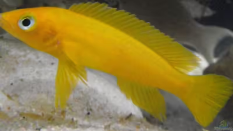 Userbild von fisch von fisch (30)