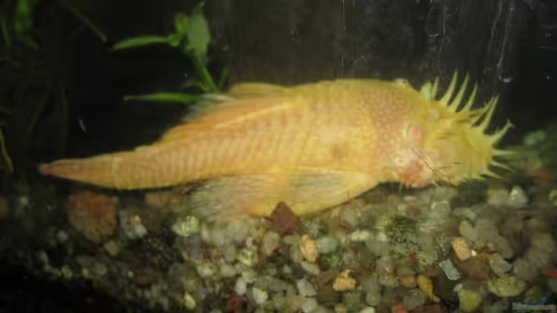 Userbild von Florian Kunkel von Florian Kunkel (4)