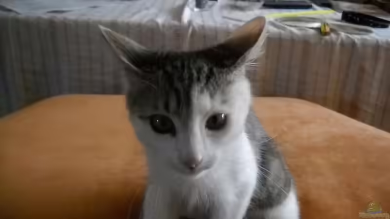 Userbild von Flossenbeschauer von Flossenbeschauer (19)